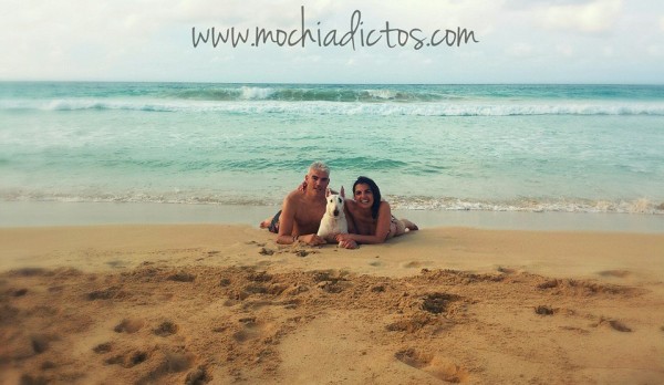 viajar con perro a punta cana