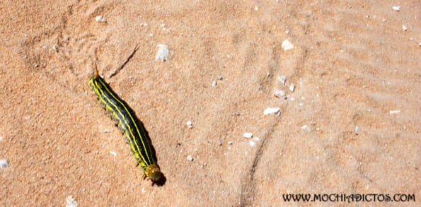 oruga
