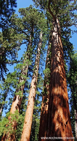Bachelor and 3 trees