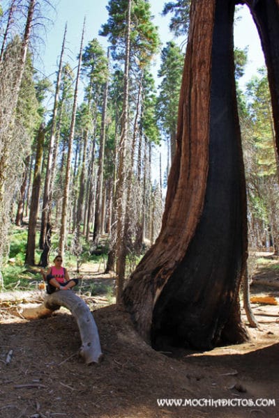 arbol partido