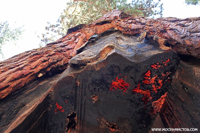 california tree