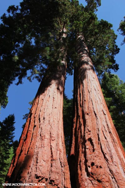 couple tree