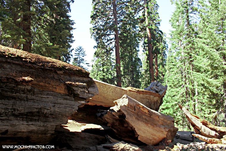 fallen tree