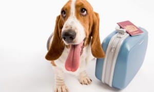 viajar con perro desde Reino Unido a Europa