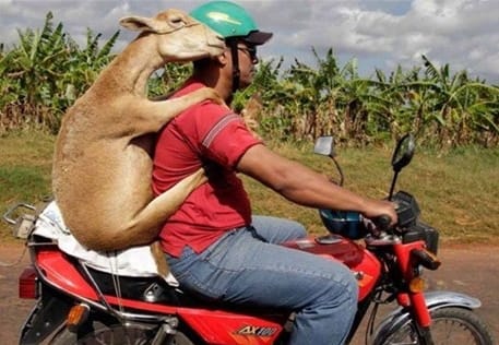 expresiones dominicanas