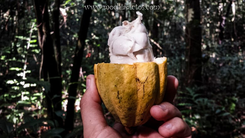 Cacao recién cogido del arbol