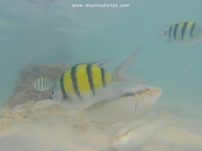 Mochiadictos en Koh Phi Phi 2015 (2)