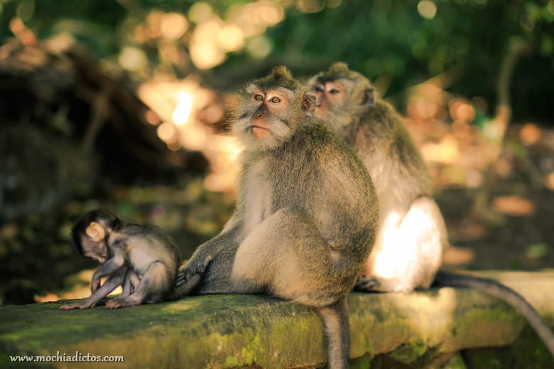 Mochiadictos en Bali 2015-6
