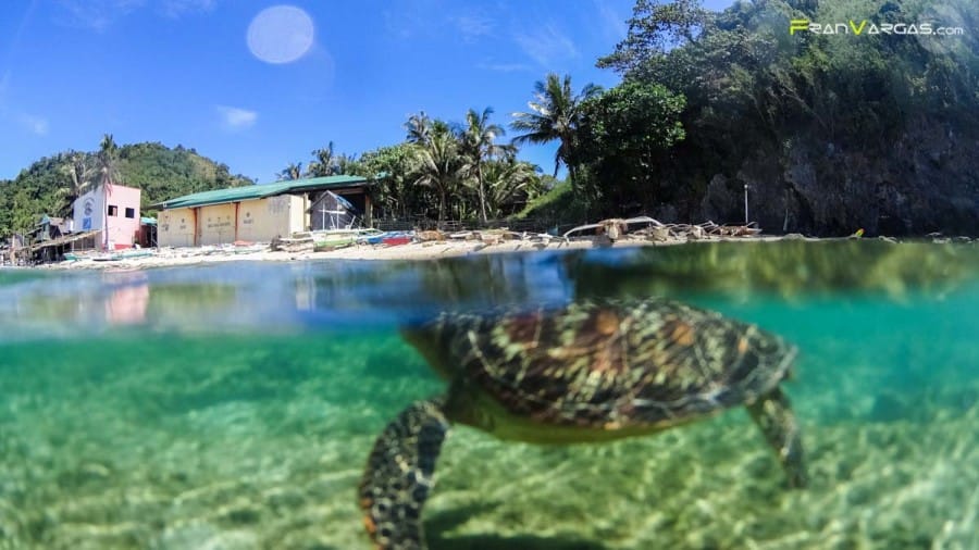 Como llegar Apo Island ,Filipinas.Fran Vargas Photography-13