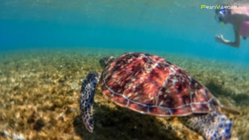 Como llegar Apo Island ,Filipinas.Fran Vargas Photography-15