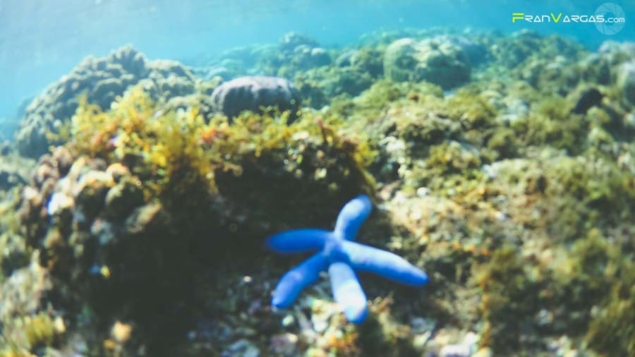 Como llegar Apo Island ,Filipinas.Fran Vargas Photography-4