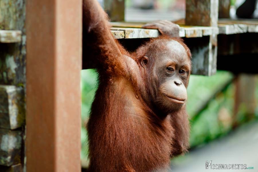 ver orangutanes en Borneo