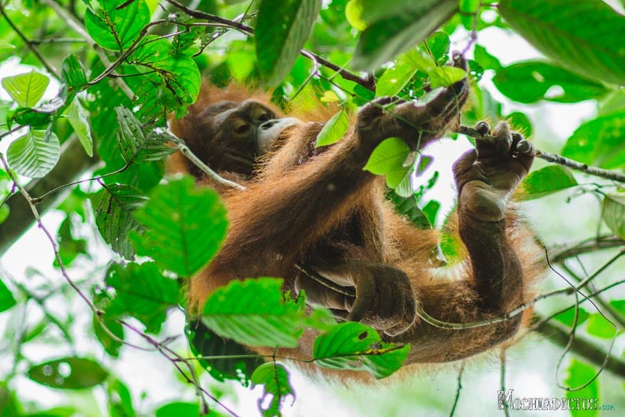 Que ver y que hacer en Borneo, Malasia.