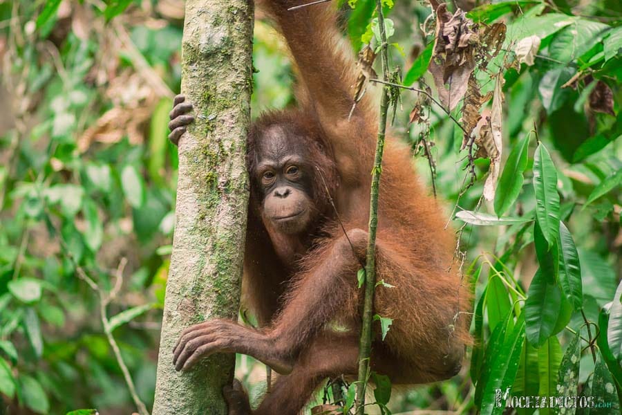 Que ver y que hacer en Borneo, Malasia. www.Mochiadictos (3)