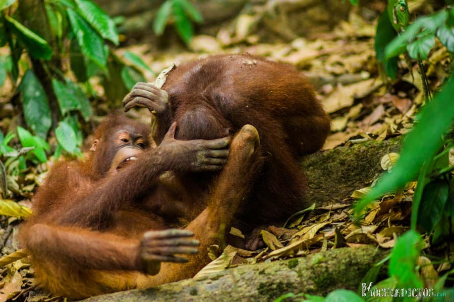 Que ver y que hacer en Borneo