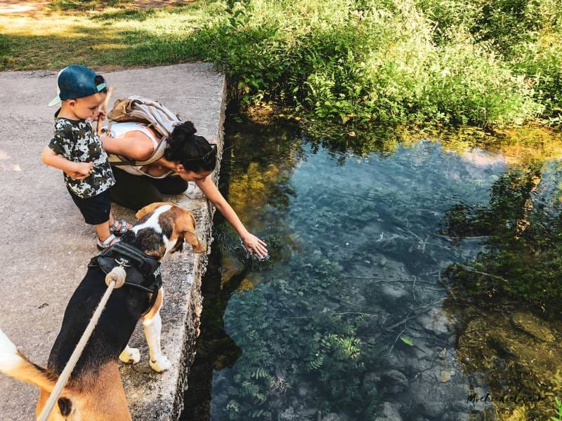 consejos para viajar a Bosnia con perro