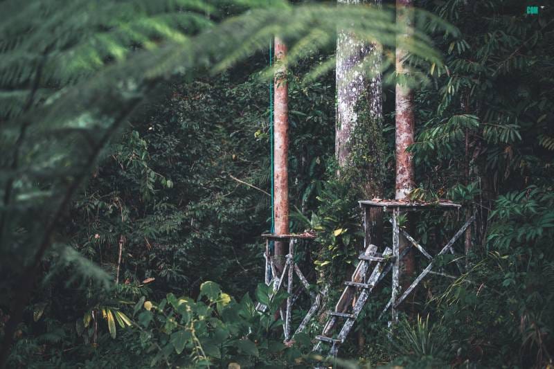 viajar a Borneo con niños