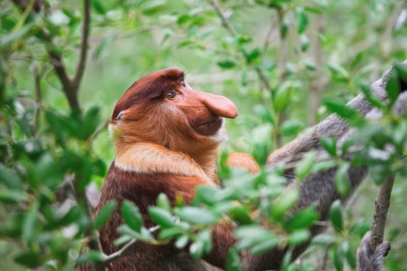 viaje a Borneo con niños