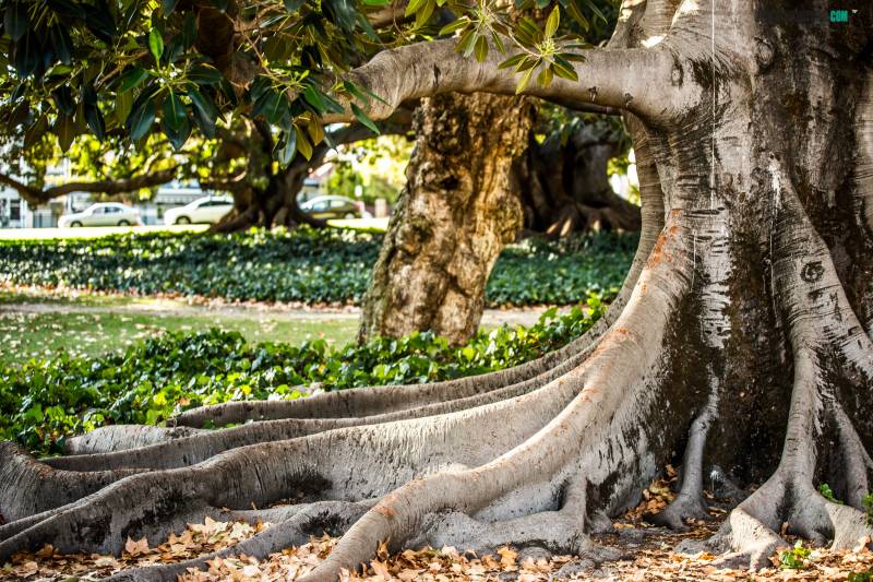 Parques en Perth