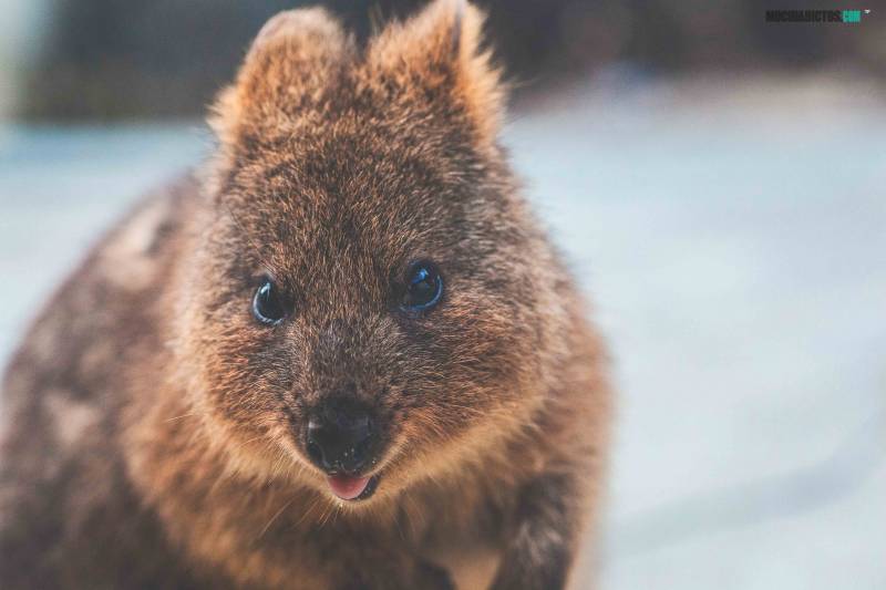 que hacer en rottnest Island, Western Australia._