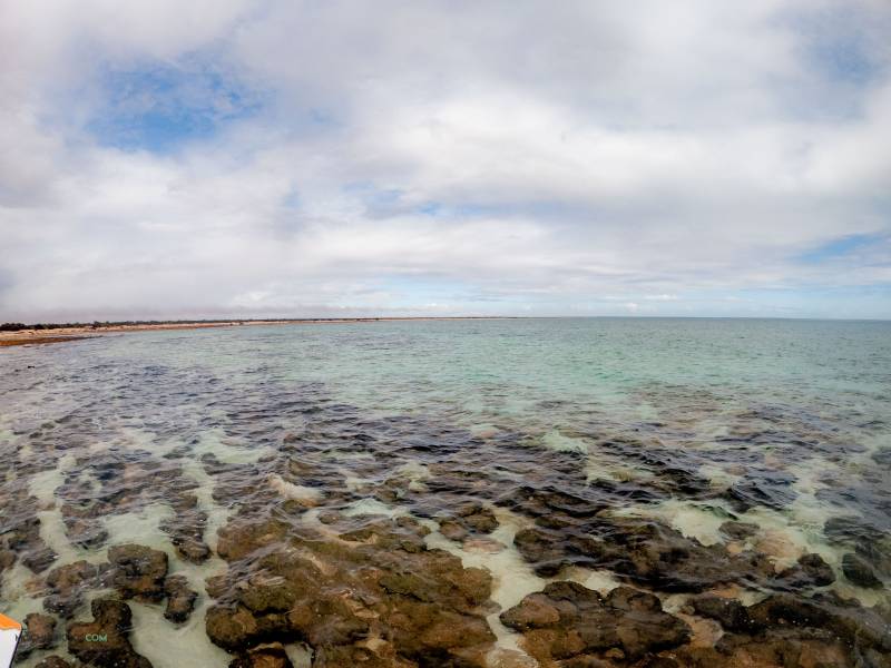 Estromatolitos en Hamelin Pool Western Australia