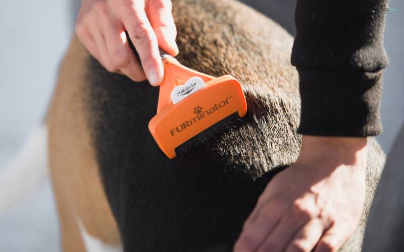 Como usar Furminator para perros
