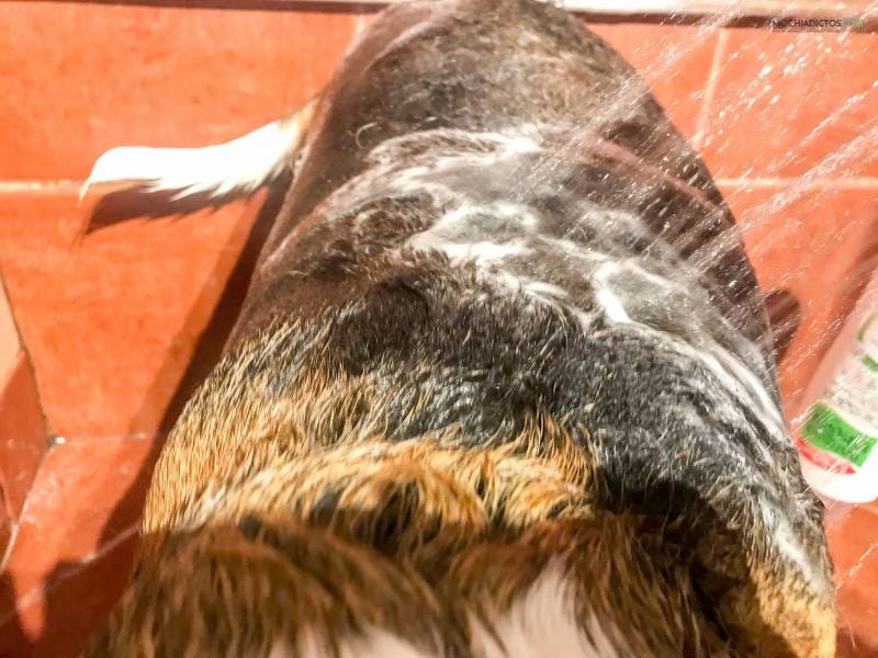 Furminator, cepillo para pelo de perro