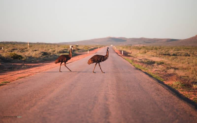 Emus en parque Nacional Cape Range