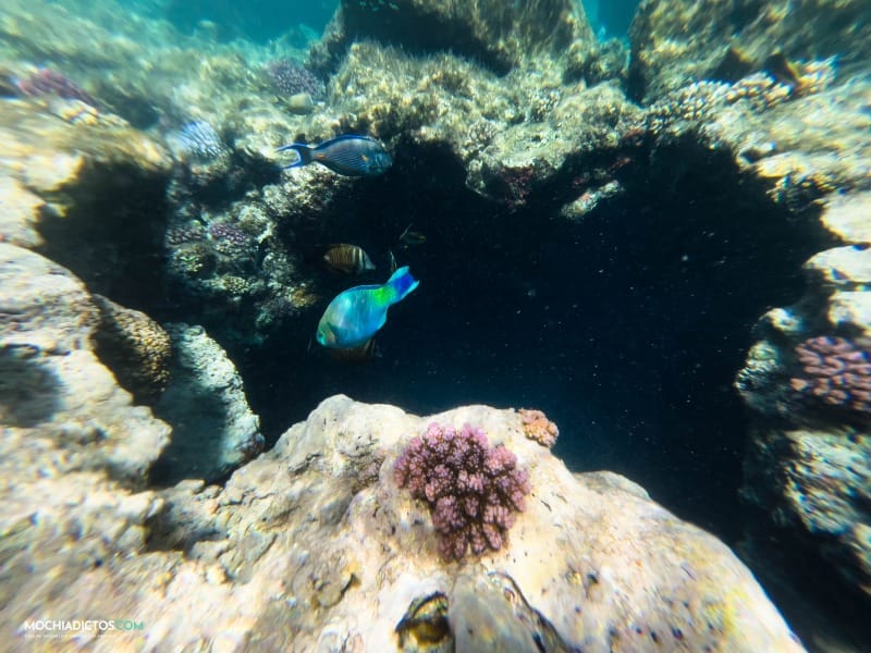 Peces en Shark Observatory Sharm