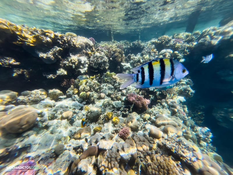 Que hacer en Sharm El Sheikh consejos