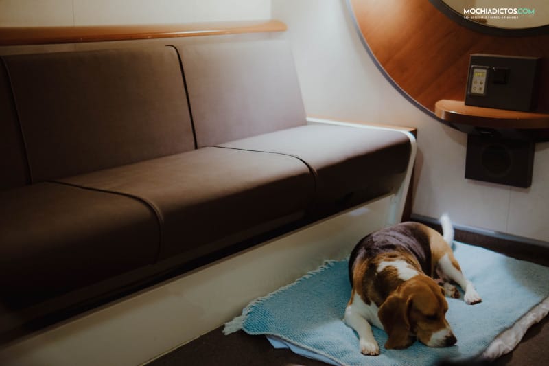 Camarote para perros en Brittany ferry