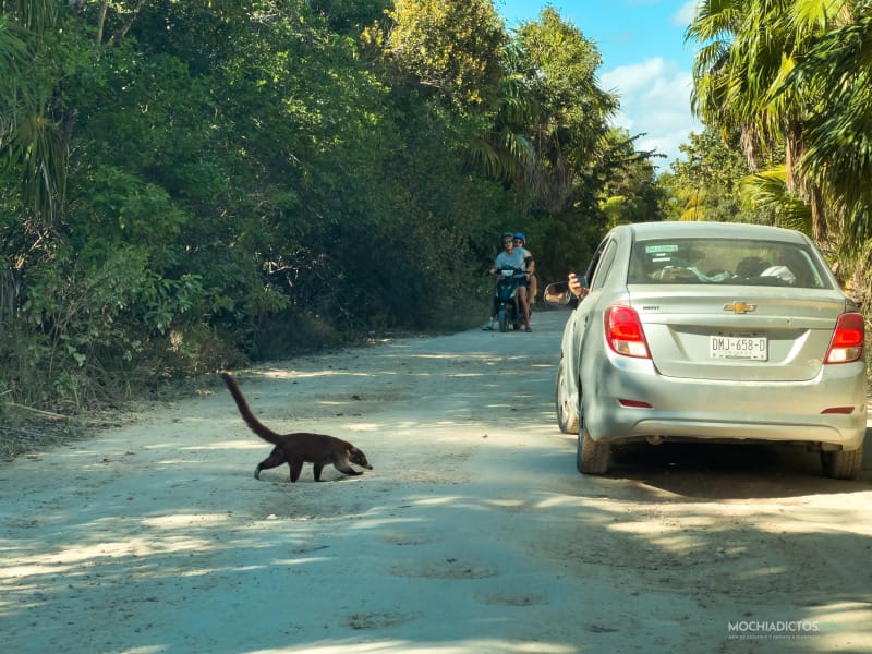 excursiones en Tulum