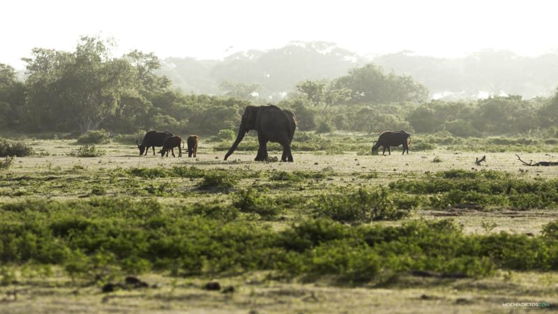 es seguro viajar a Sri Lanka por libre