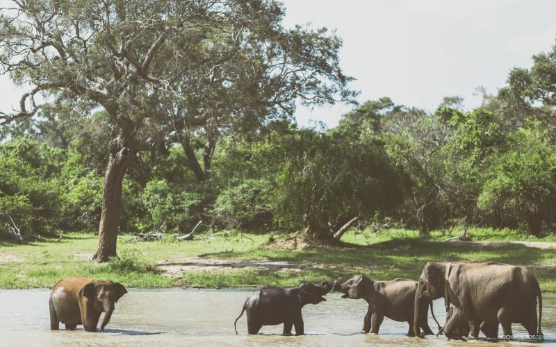 visitar sri lanka por libre parque nacional yala