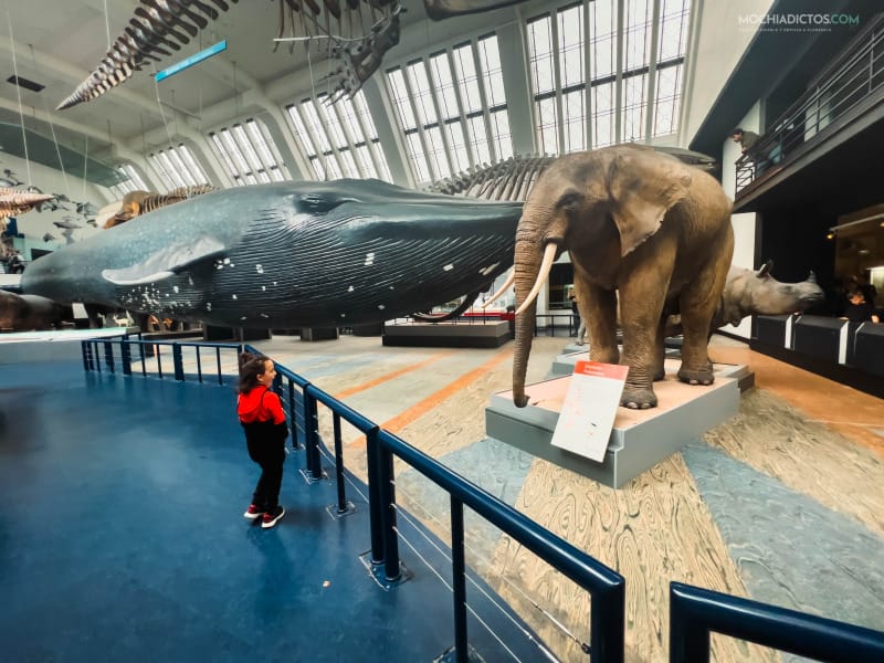 visita al museo historia natural con niños pequeños