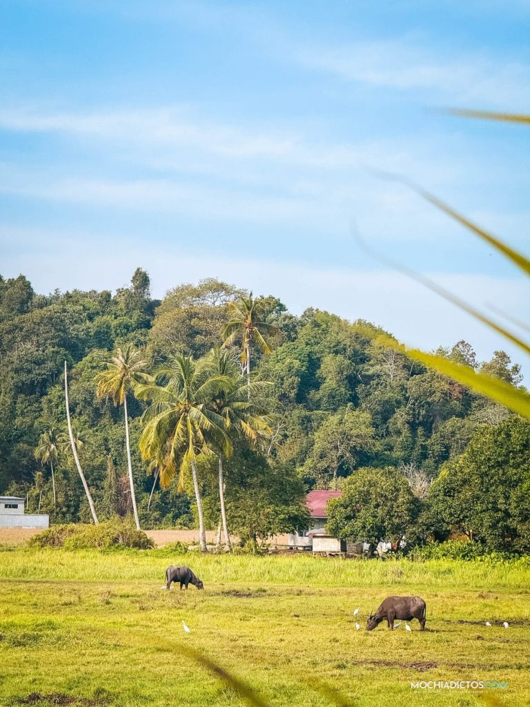 Zona local de Langkawi