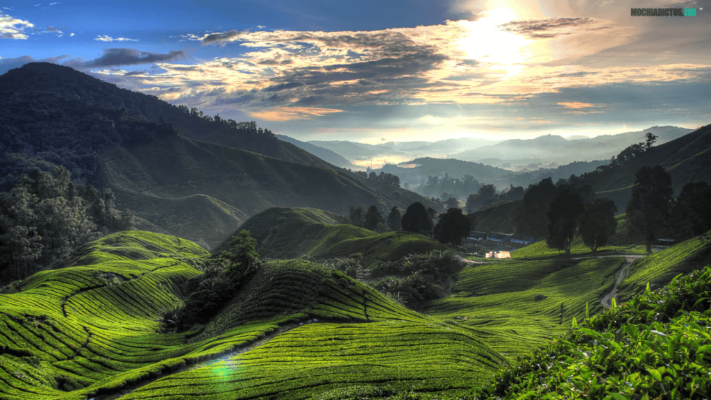 guía viaje a Cameron Highlands