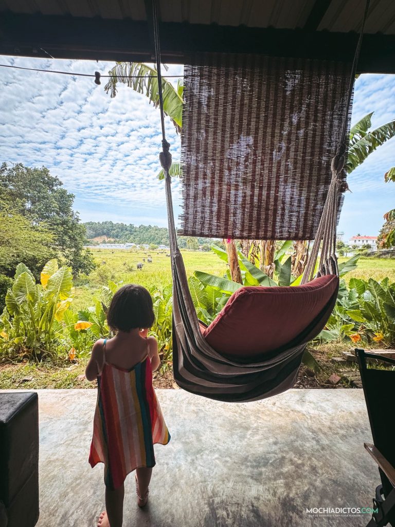 Bufalos de agua en Langkawi