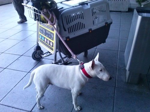 Viajar con perro a Punta Cana