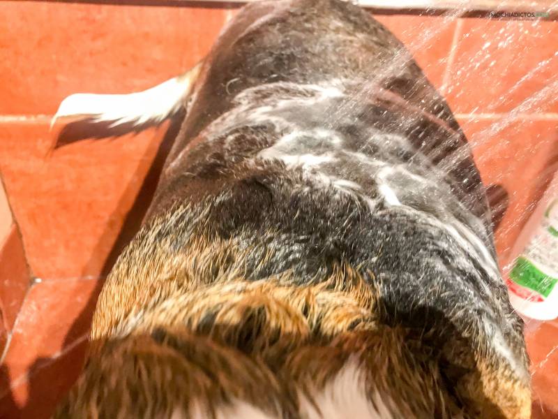 Furminator, cepillo para pelo de perro