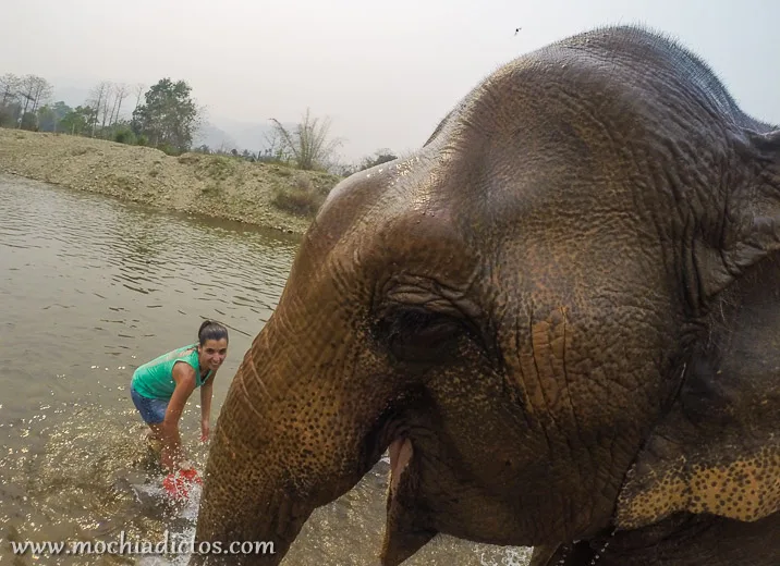 El dia que me bañe con elefantes,Mochiadictos