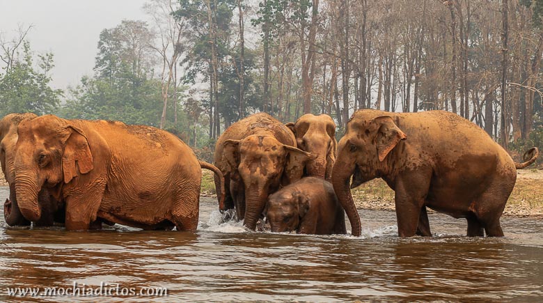 El dia que me bañe con elefantes,Mochiadictos