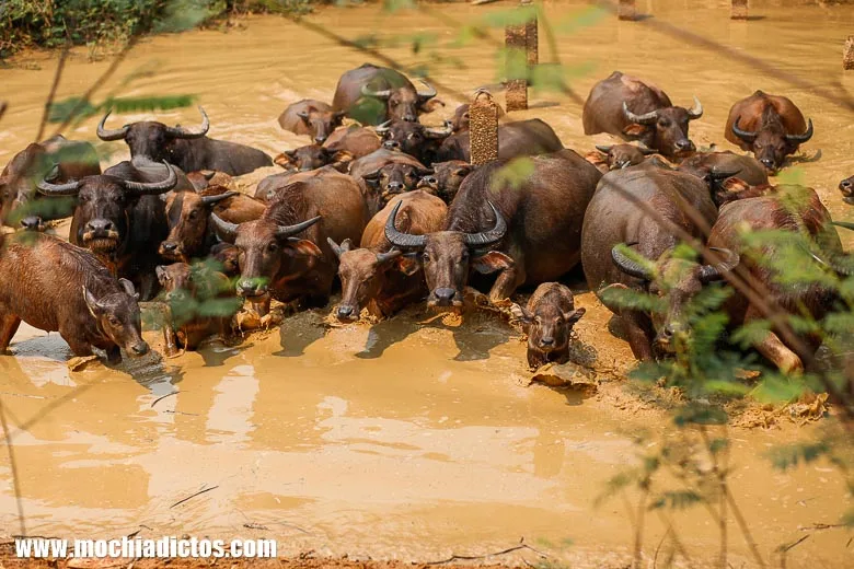 Que ver en Chian Rai , Tailandia