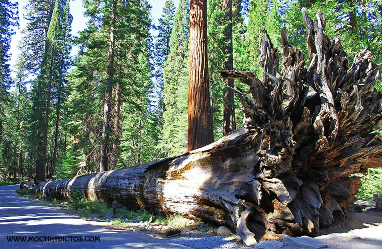 Mariposa Grove
