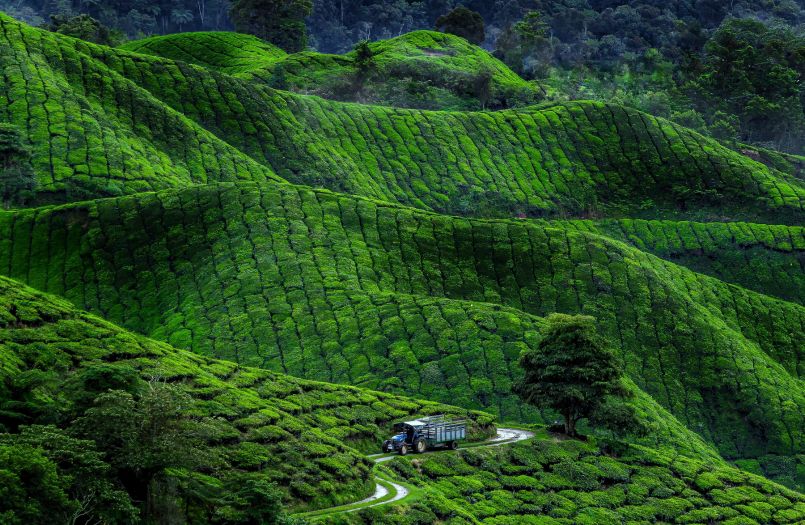 Plantaciones Boh en Cameron Highlands