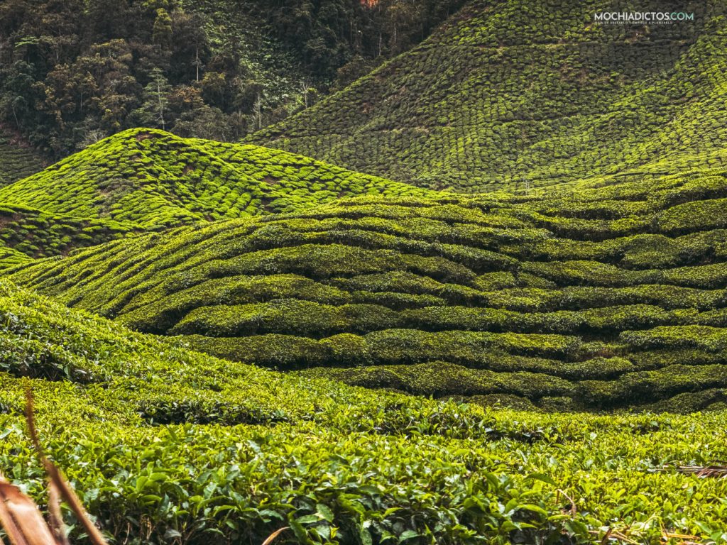 Plantaciones de te en Cameron Highlands