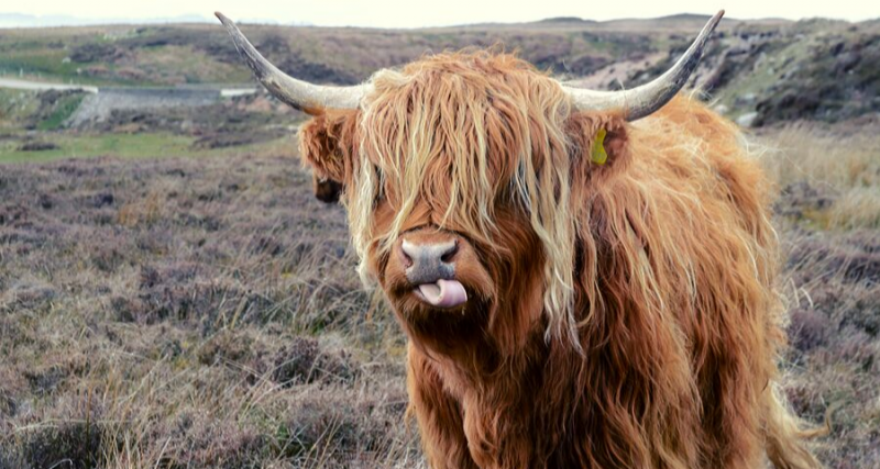 Que hacer en Escocia con niños
