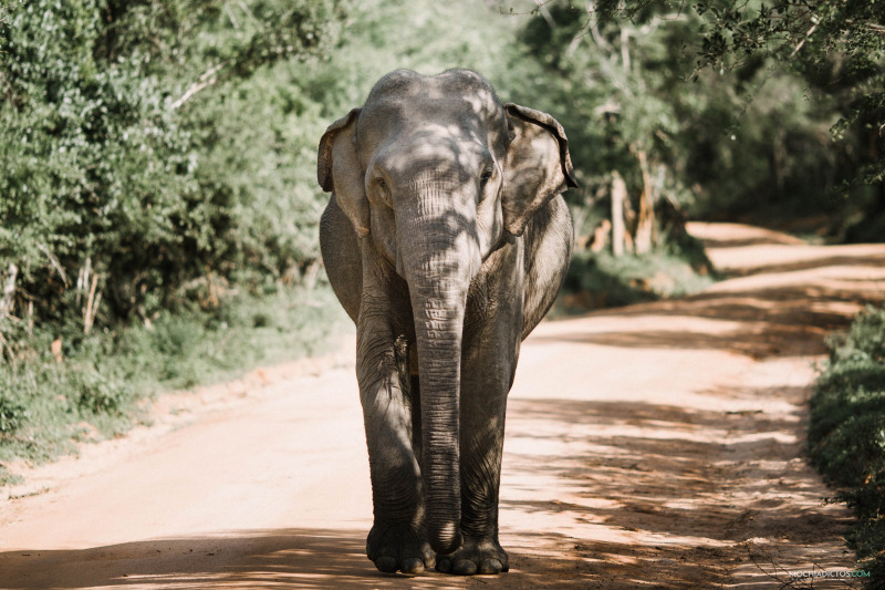 Ver elefantes en Sri Lanka_blog