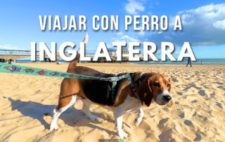 Viajar con perro a Inglaterra
