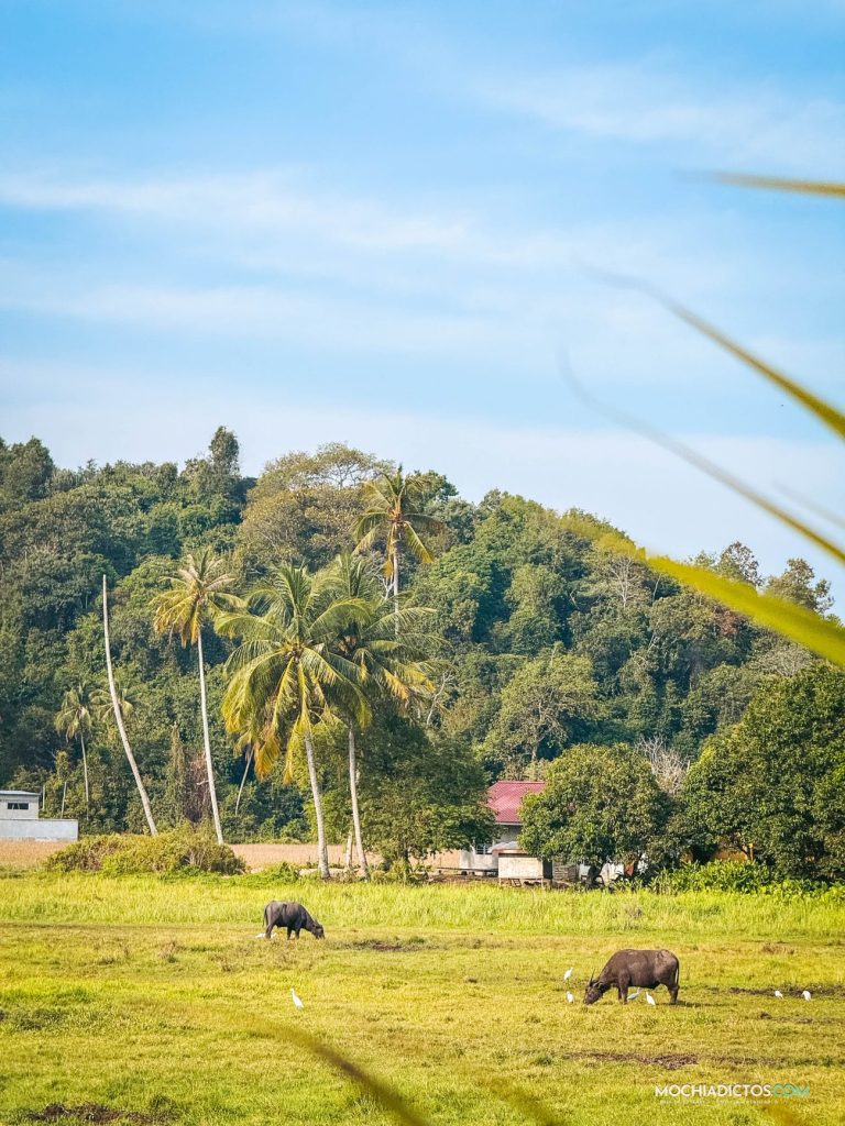 Zona local de Langkawi